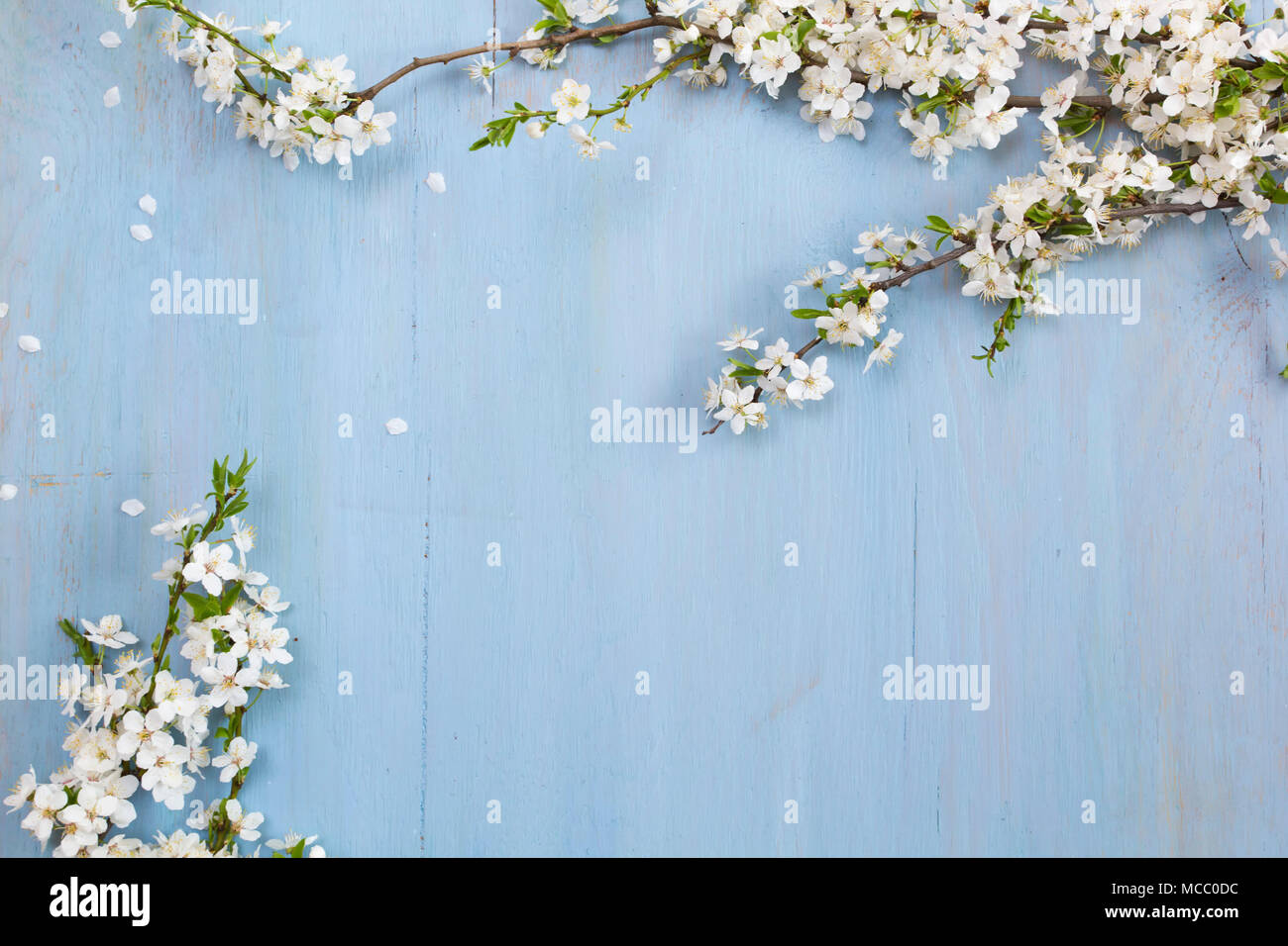 Kirschblüte Baum auf Blau Holz- Hintergrund. Stockfoto