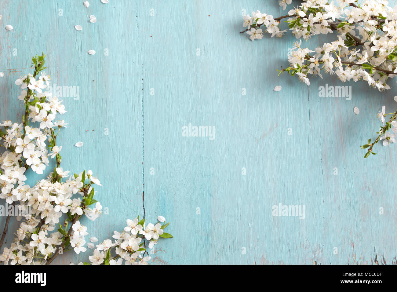 Weiß Cherry Blossom blue Holztisch. Frühling Hintergrund. Stockfoto