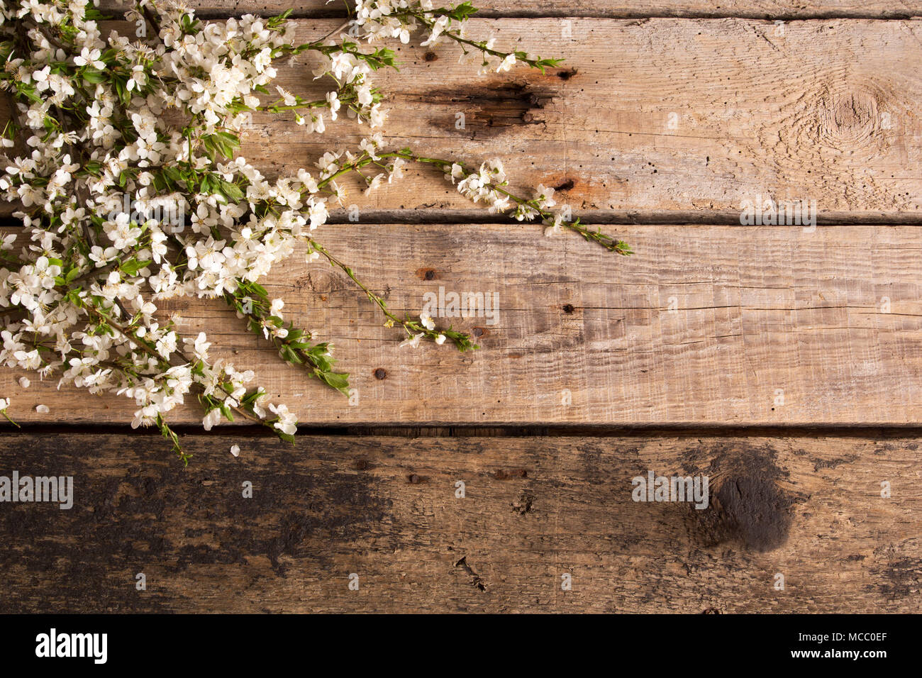 Zweige mit Kirschblüten auf hölzernen Tisch. Ansicht von oben. Frühling Hintergrund. Stockfoto