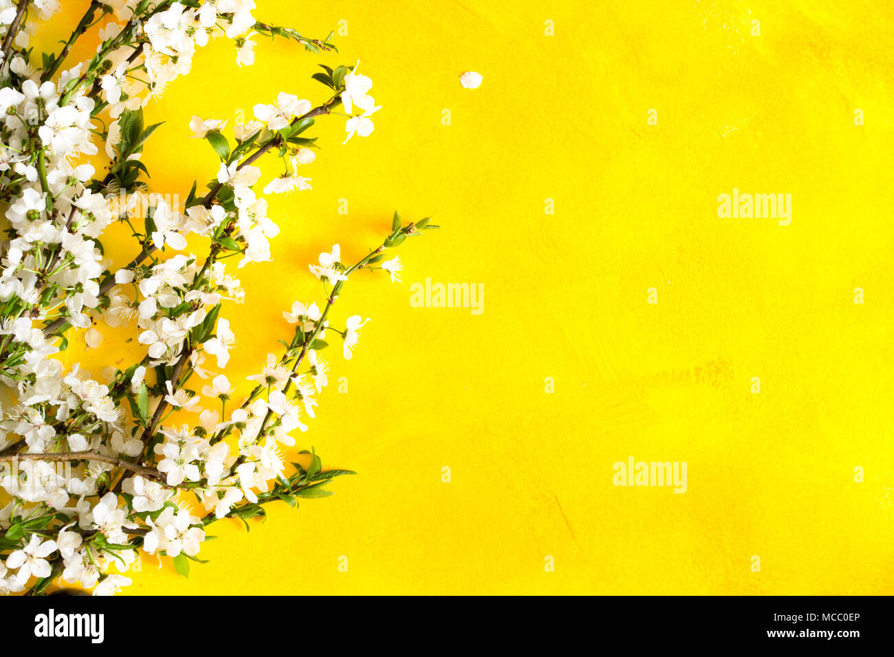 Cherry Blossom Zweige auf gelben Hintergrund. Stockfoto