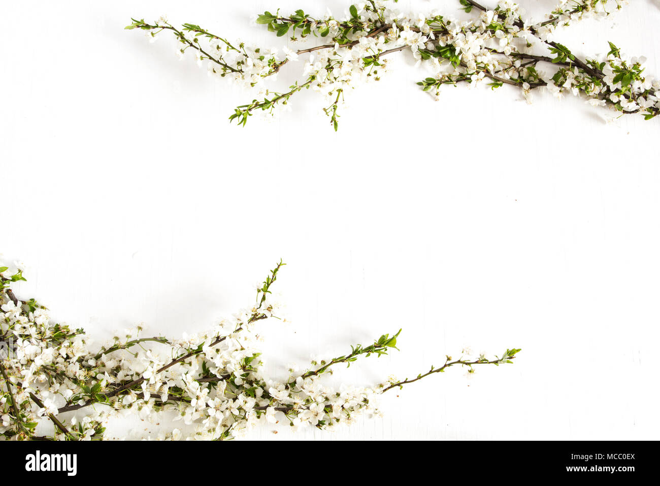 Cherry Blossom Zweige auf weißem Holz- Hintergrund. Stockfoto