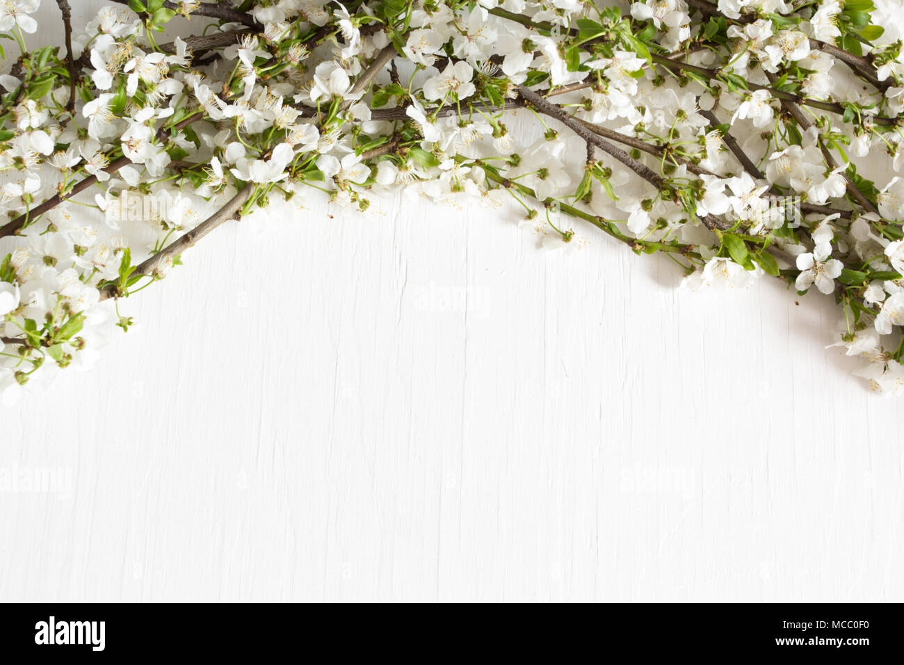 Cherry Blossom Zweige auf weißem Holz- Hintergrund. Stockfoto