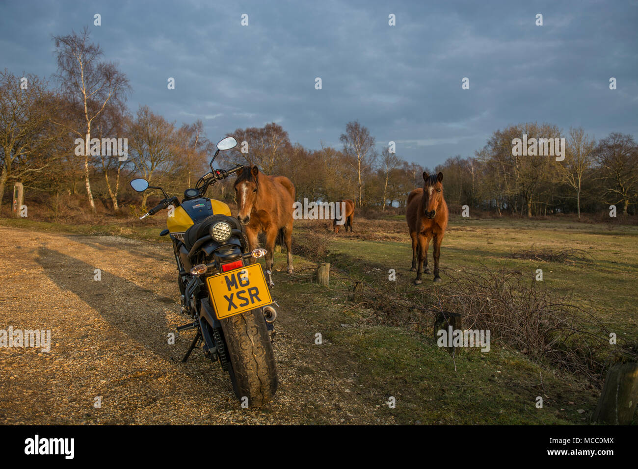 Mehrere Pferde beobachten ein Yamaha XSR700 Motorrad im New Forest Stockfoto