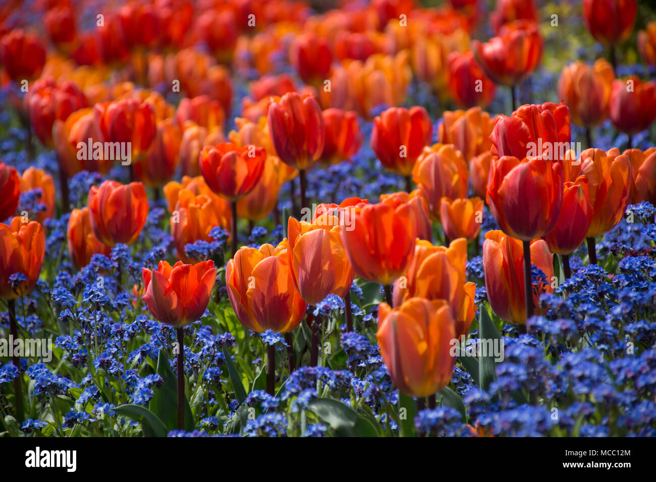 Frühling Tulpen blühen, Butchart Gardens, Vancouver Island, Kanada Stockfoto