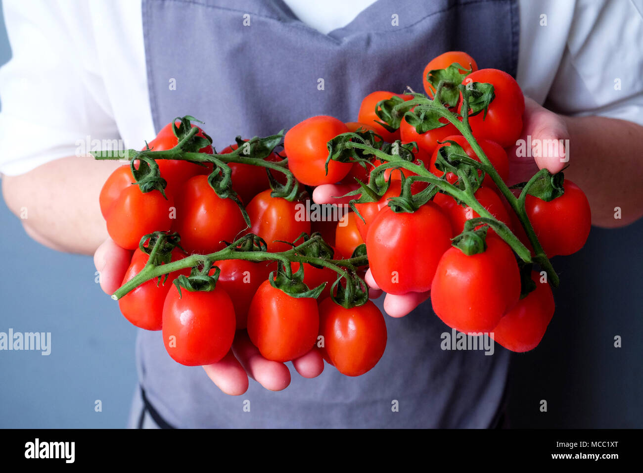 Eine Nahaufnahme Köche Hände halten ein Bündel von Red plum Tomaten auf grünen Reben ca. 24 Tomaten mit 12 in jeder Hand hinter seinen Chefs weiß und grau Apr Stockfoto