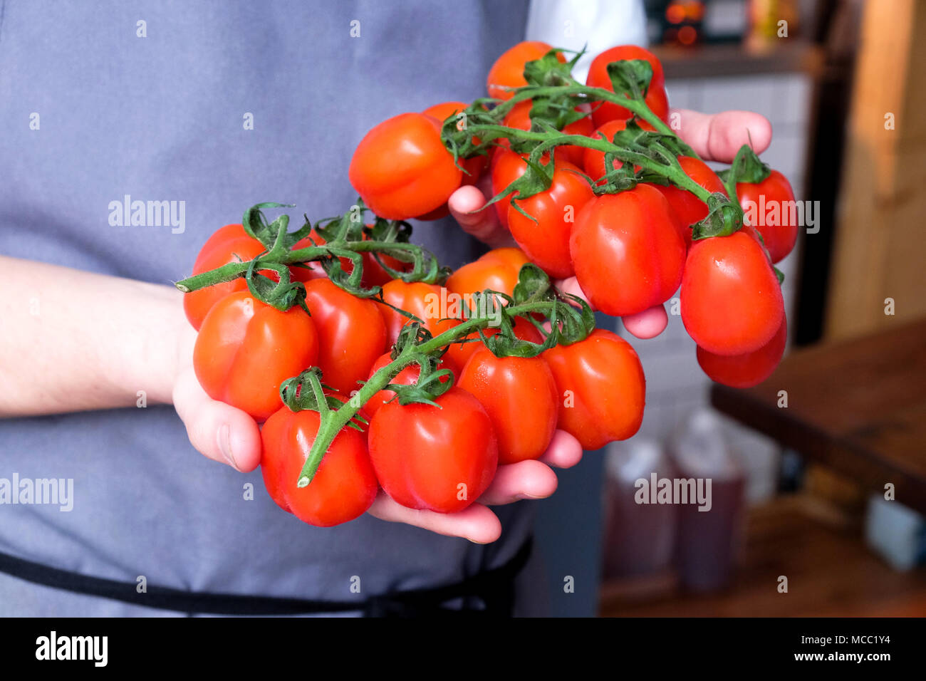 Eine Nahaufnahme Köche Hände halten ein Bündel von Red plum Tomaten auf grünen Reben ca. 24 Tomaten mit 12 in jeder Hand hinter seinen Chefs weiß und grau Apr Stockfoto