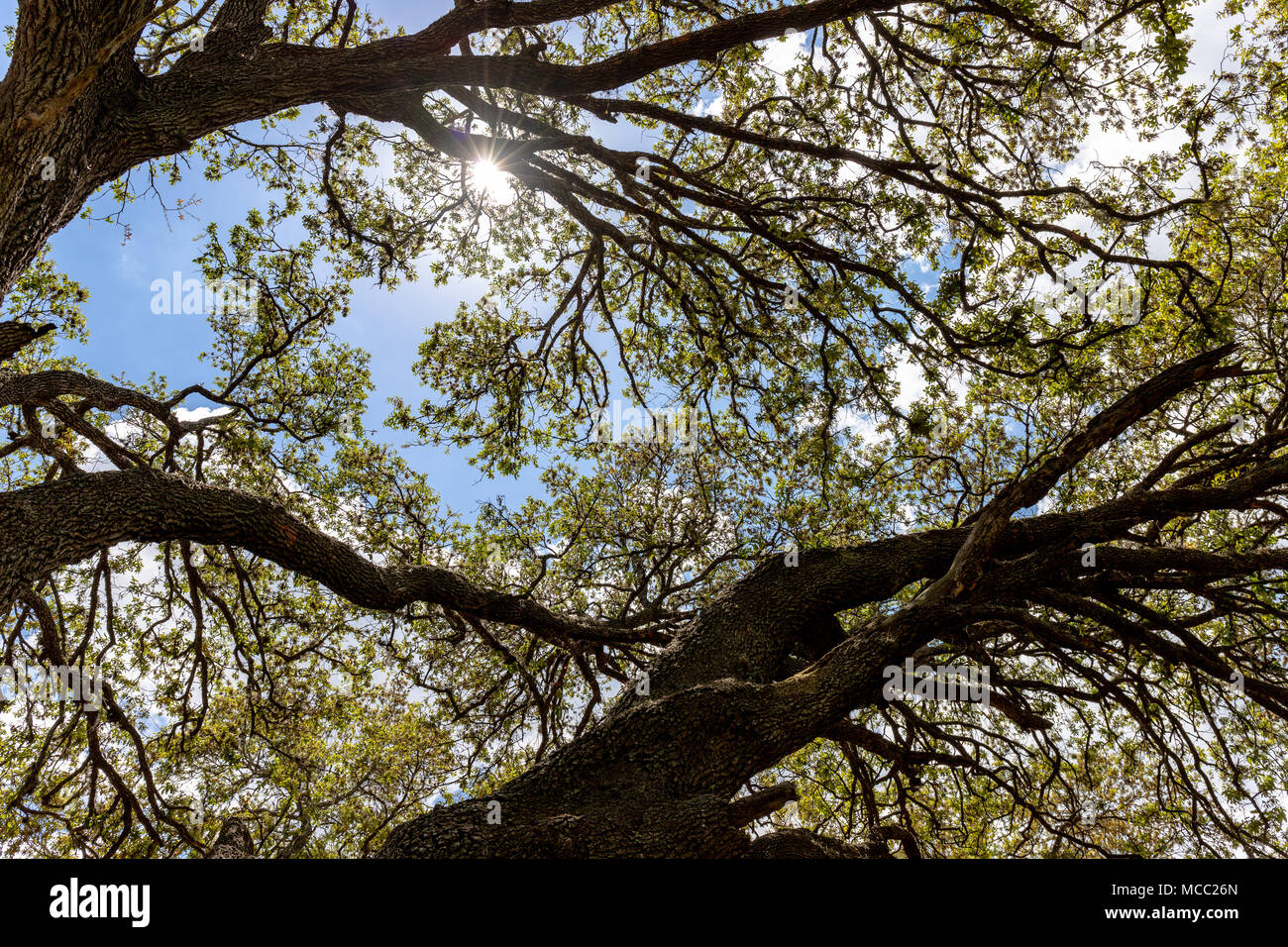 Auf der Suche nach oben in die Sonne im Schatten eines schönen alten Eiche. Die Wolken folgen die Zweige verlassen perfekt blue sky in der geöffneten Abschnitt. Stockfoto