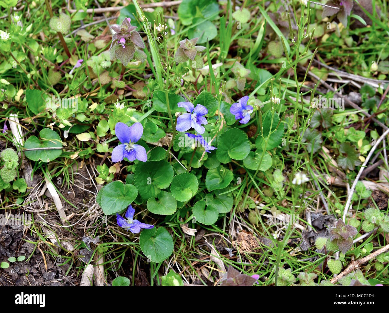 Ein Bouquet von gemeinsamen Blau Violett Blumen und grüne Blätter. Stockfoto