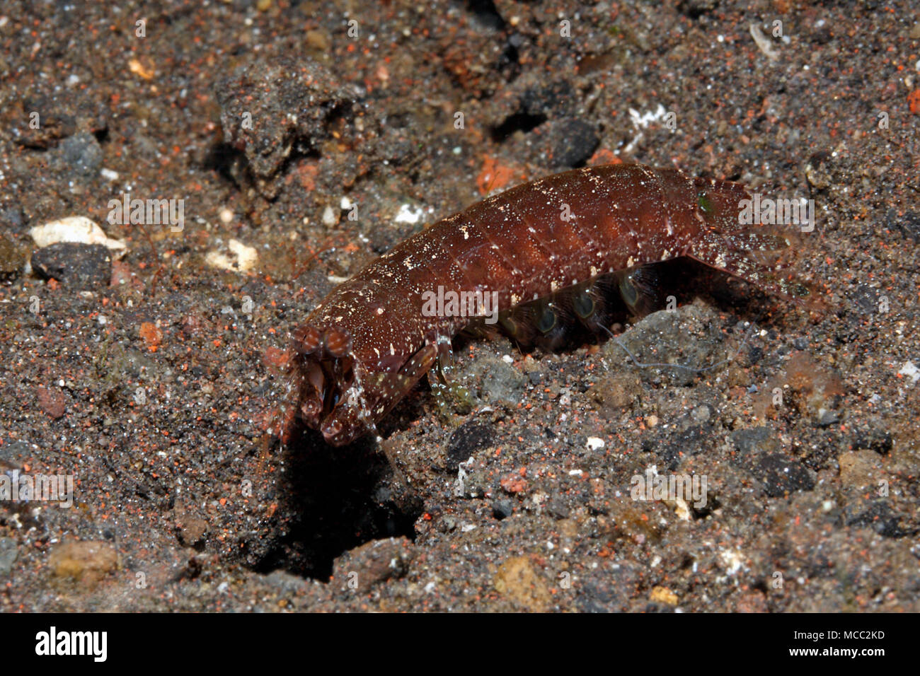 Mantis Shrimps, Pseudosquilla ciliata. Tulamben, Bali, Indonesien. Bali Sea, Indischer Ozean Stockfoto