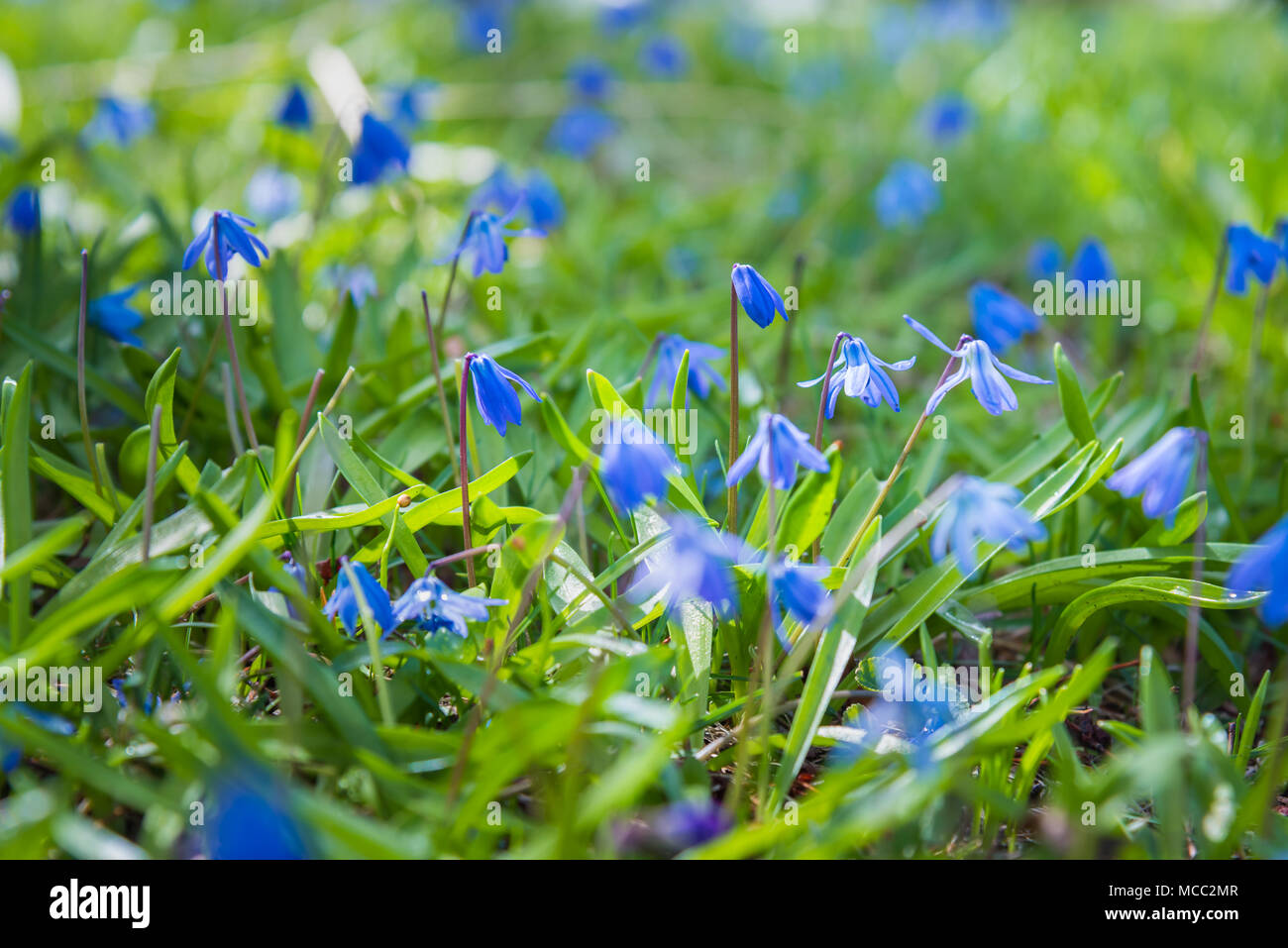 Blaue scilla Blumen blühen im grünen Gras im Frühling Stockfoto