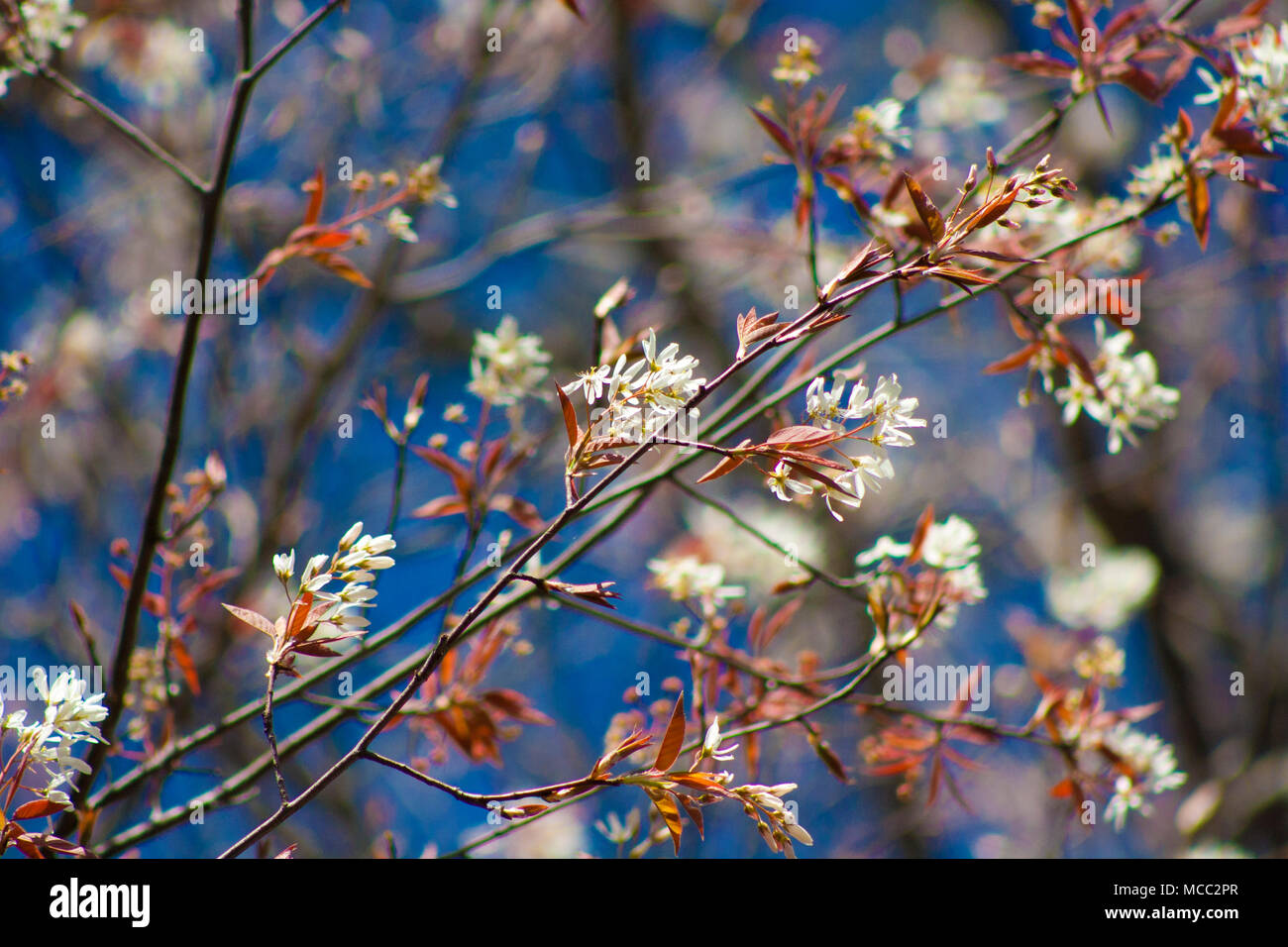 Frühling Blumen in einem Baum Stockfoto