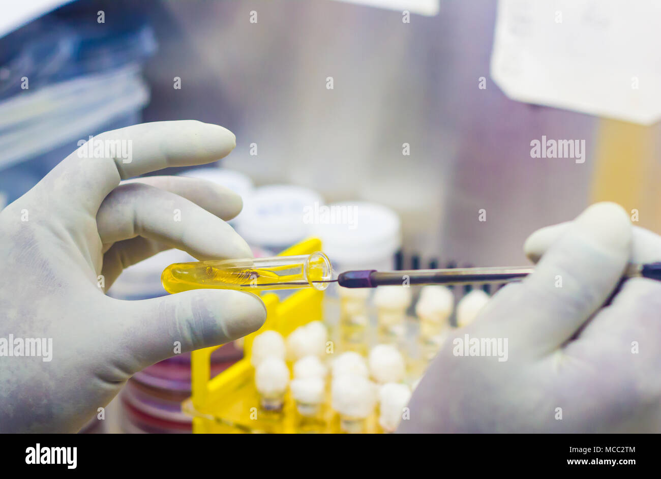 Bakterielle Inokulation in einem Reagenzglas agar gelb Kultur Medien mit der Impföse durch Wissenschaftler innerhalb des Abzugs im mikrobiologischen Labor Stockfoto