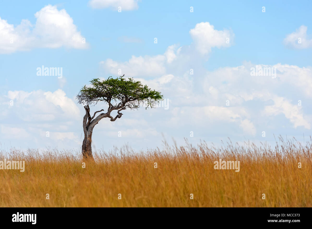 Wunderschöne Landschaft mit niemand Baum in Afrika Stockfoto