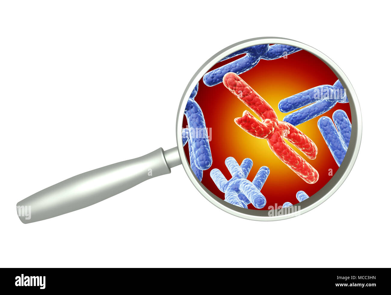 Lupe und rot und blau X-Chromosom. Isoliert auf weißem Hintergrund. 3D render Stockfoto