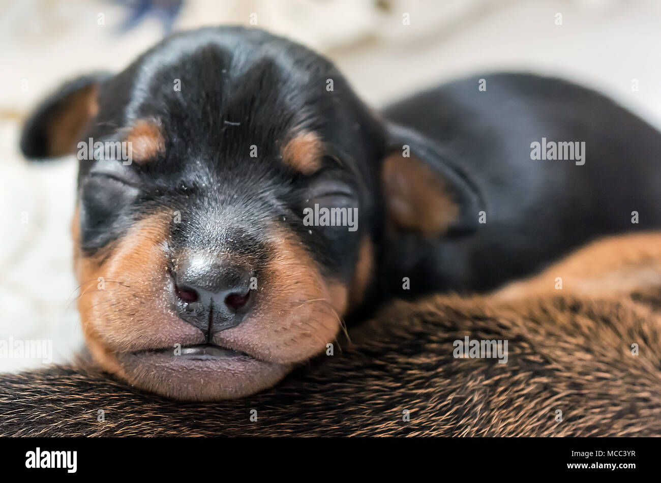 Adorable neugeborenen Welpen schlafen Stockfoto