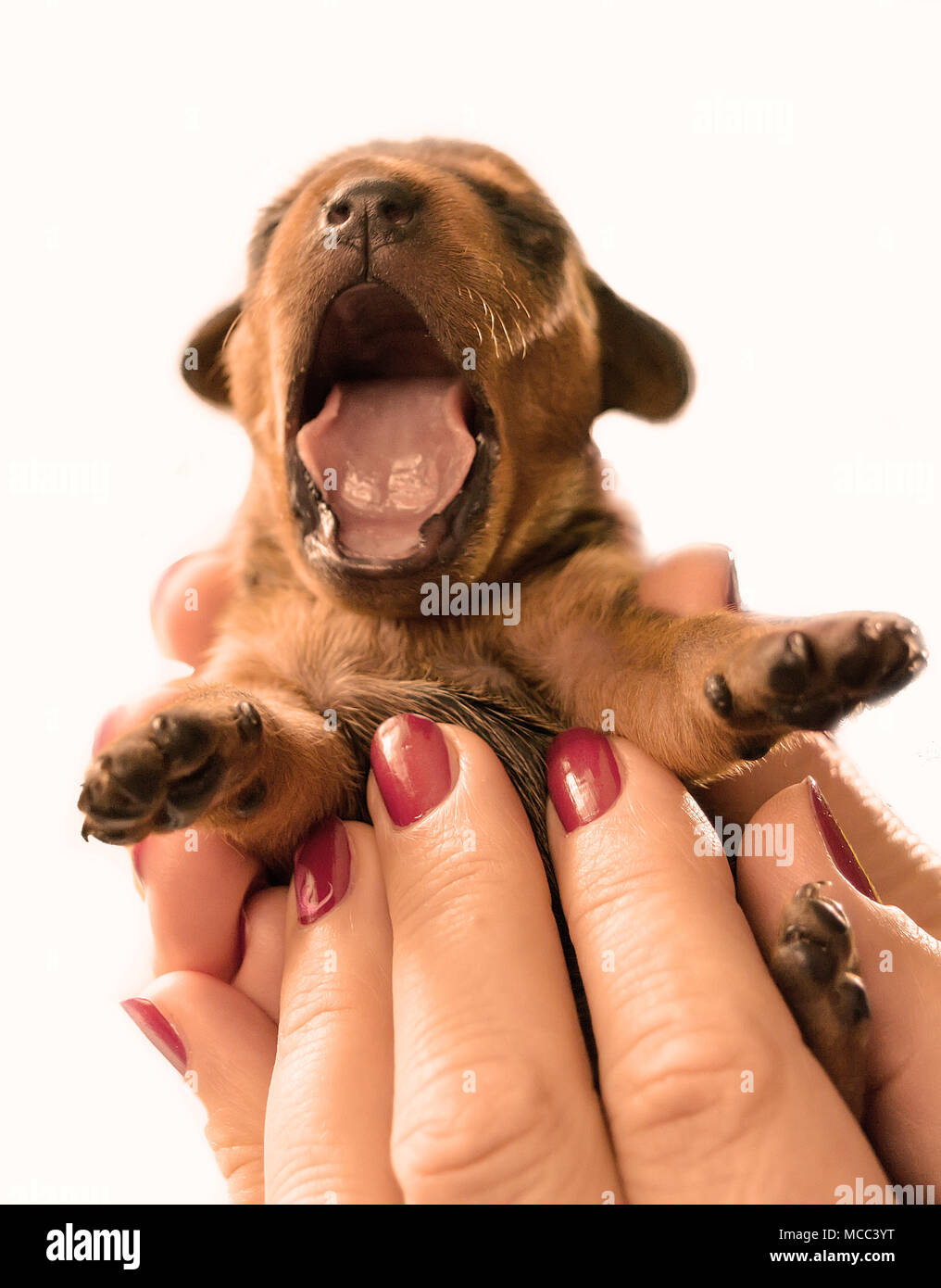 Gähnender Hund Stockfoto