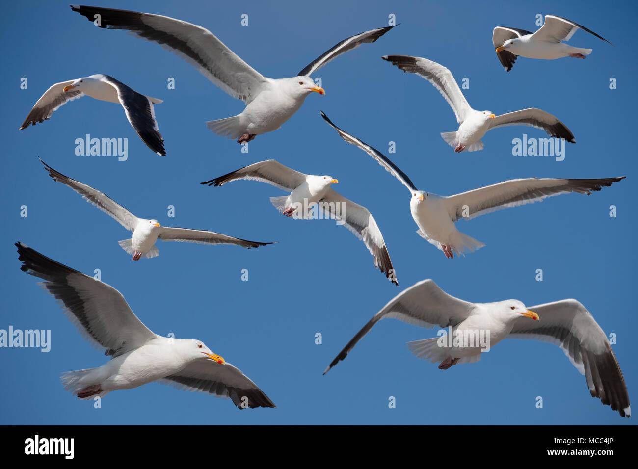 Mehrere erwachsene Kalifornien Möwen, Larus californicus, eine Spezies von einer Möwe, gegen den blauen Himmel an einem sonnigen Tag. Stockfoto