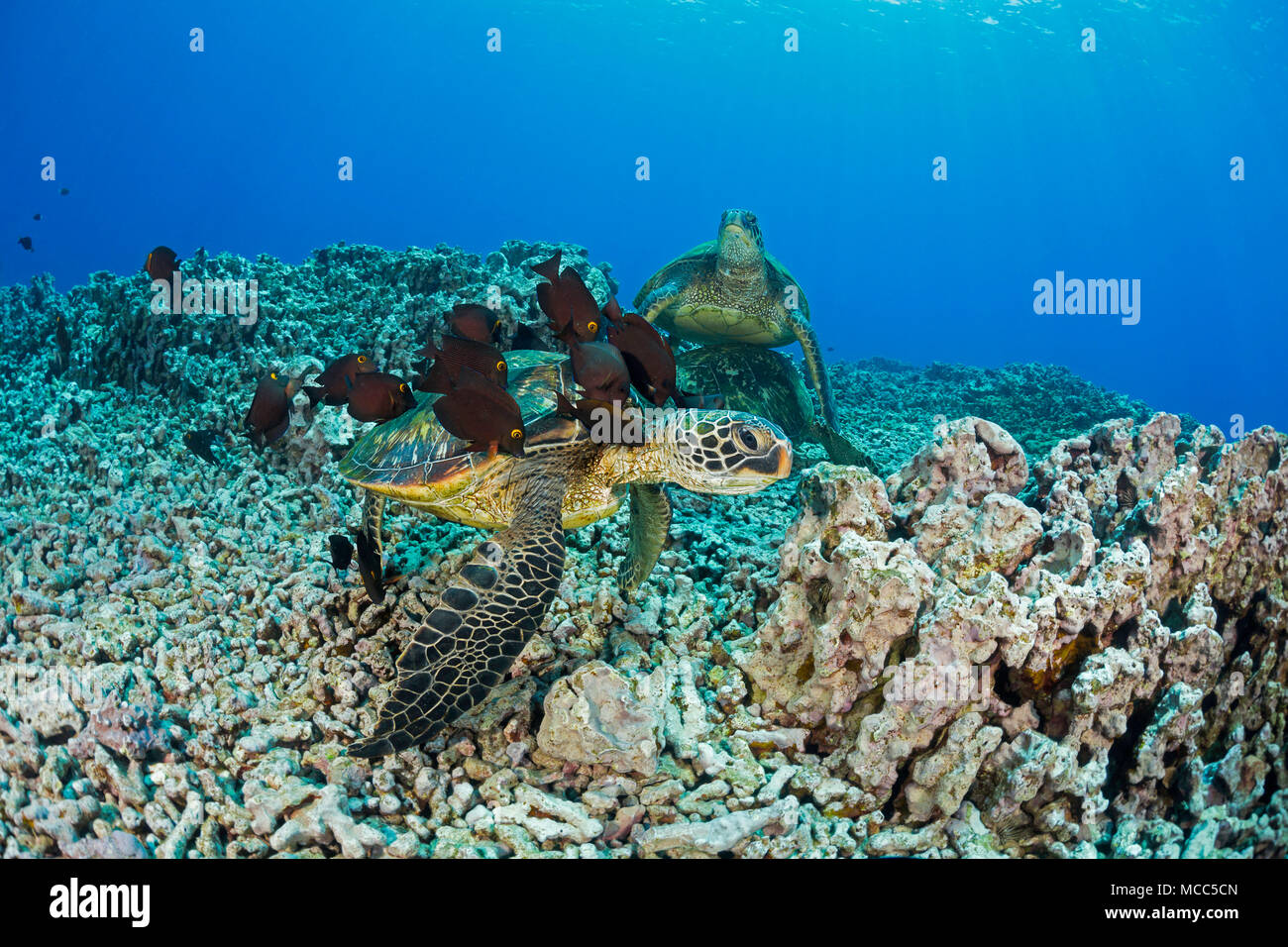 Diese grünen Meeresschildkröten, Chelonia mydas, eine gefährdete Art, in thier Tanks gereinigt durch eine Schule der goldring Doktorfische, Ctenochaetus stri Stockfoto