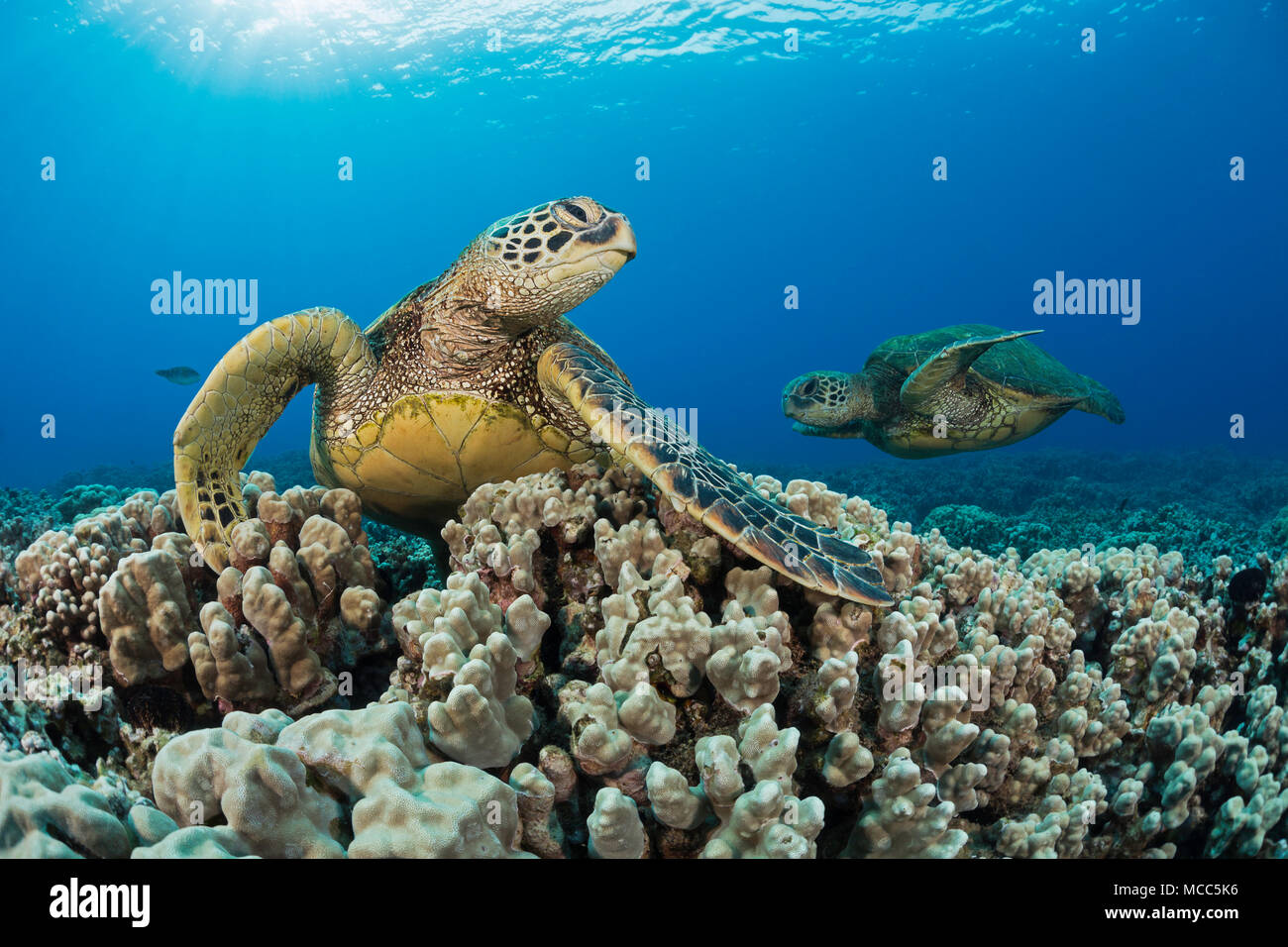 Grünen Meeresschildkröten, Chelonia mydas, eine vom Aussterben bedrohte Spezies. Hawaii. Stockfoto