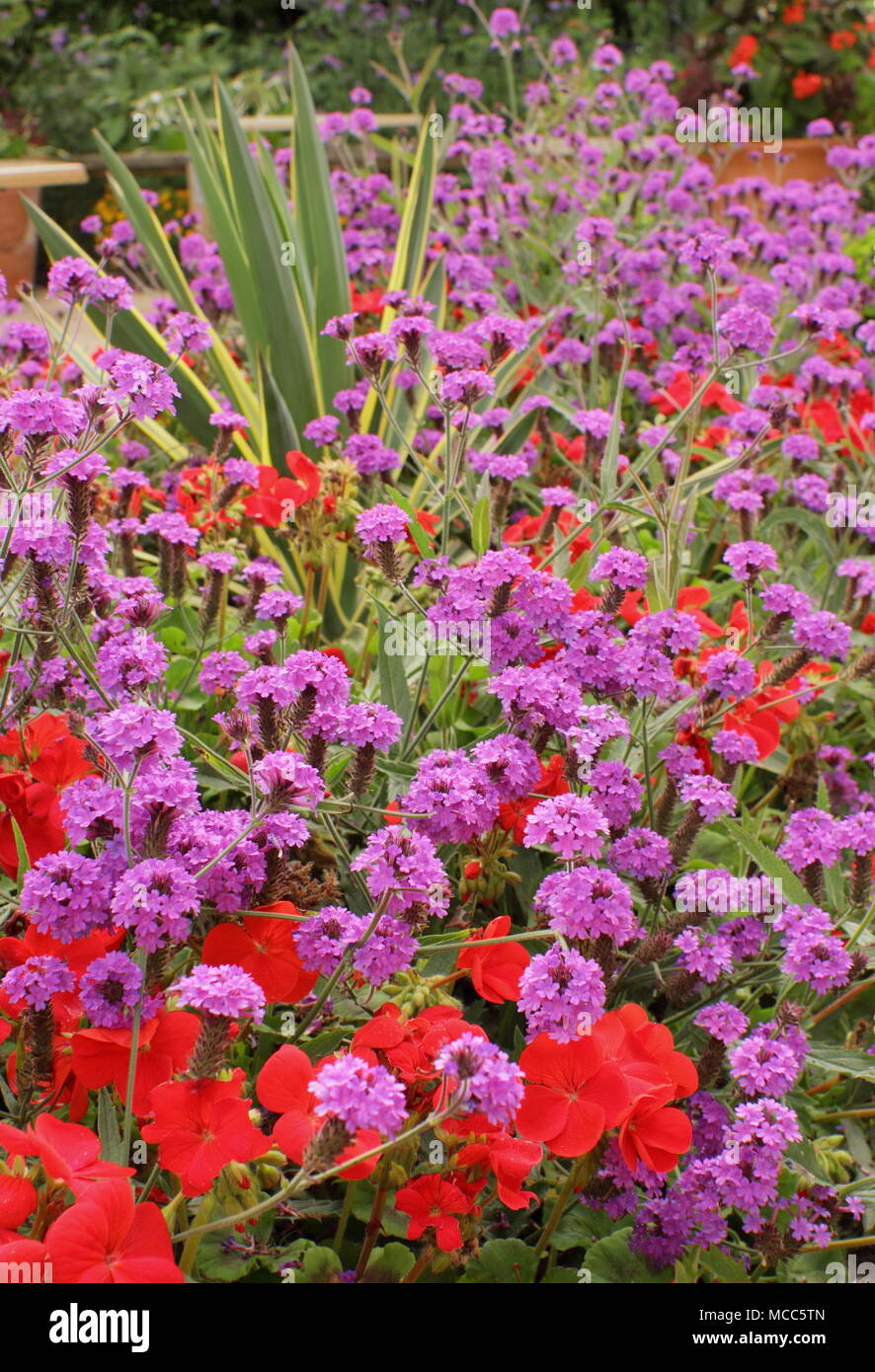 Rot und Lila Bepflanzung. Hell lila Verbena Rigida und roten Geranien im späten Sommer Grenze, Großbritannien Stockfoto