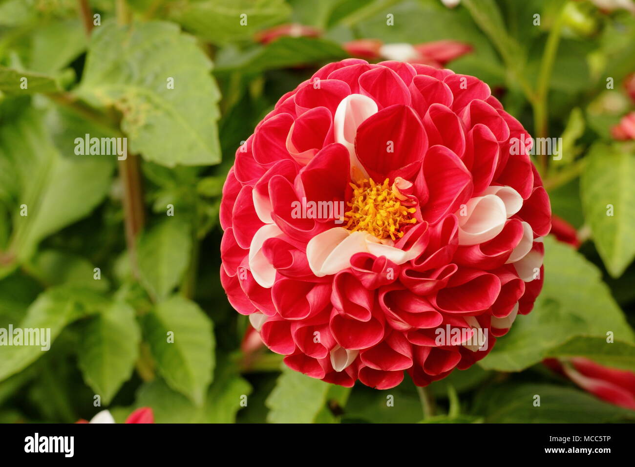 Dahlie Krieg der Rosen'bi-color Blume in voller Ausleger, Spätsommer, Großbritannien Stockfoto