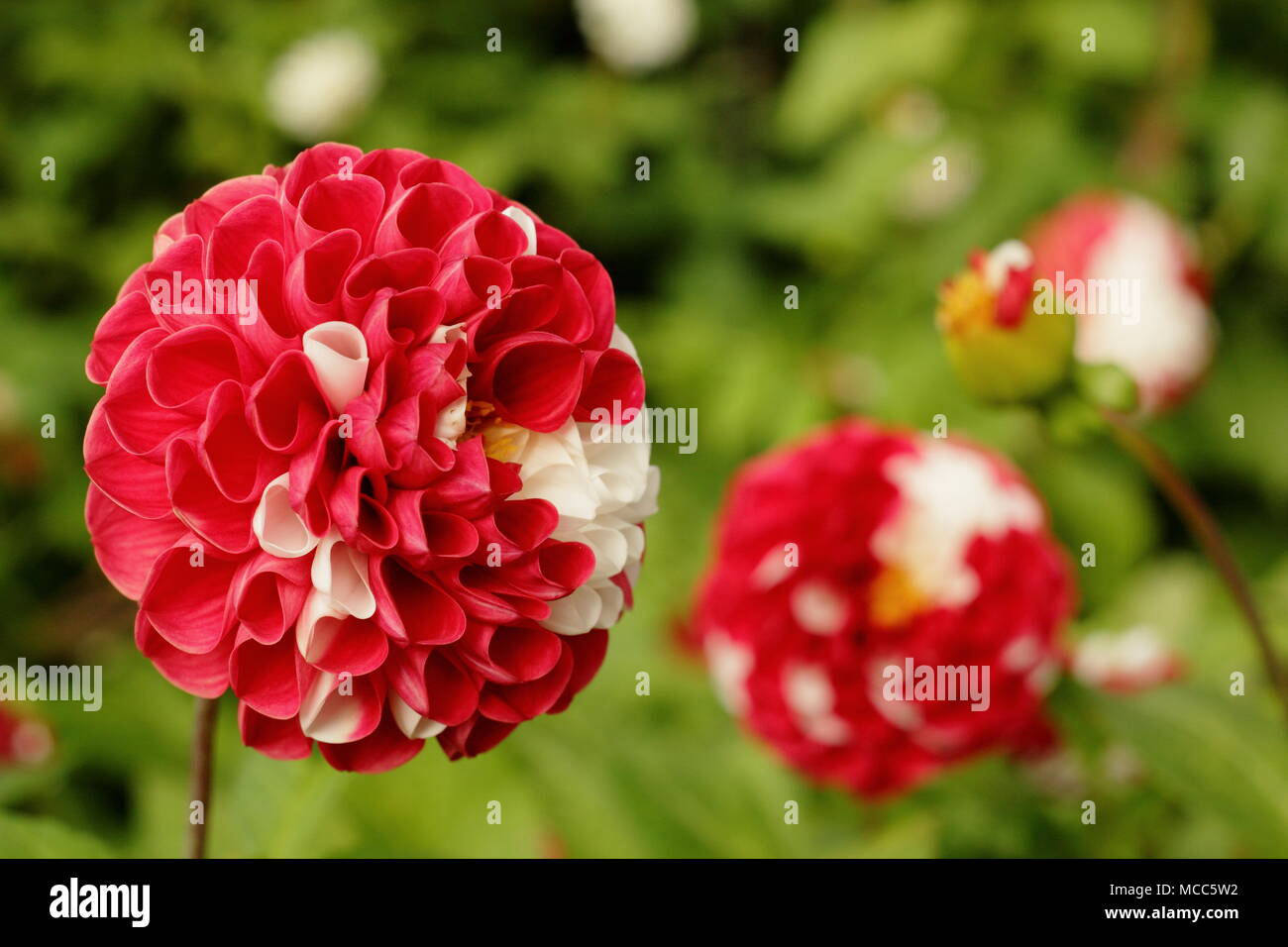 Dahlie Krieg der Rosen'bi-color Blume in voller Ausleger, Spätsommer, Großbritannien Stockfoto