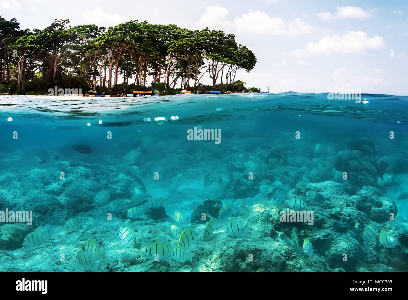 Oberhalb und unterhalb der Meeresoberfläche in der Nähe von Tropical Island Beach mit Palometa Fischen unter Wasser schwimmen über sandigen Meeresboden, Karibik, Panama. Konzept der Schnorchel Stockfoto