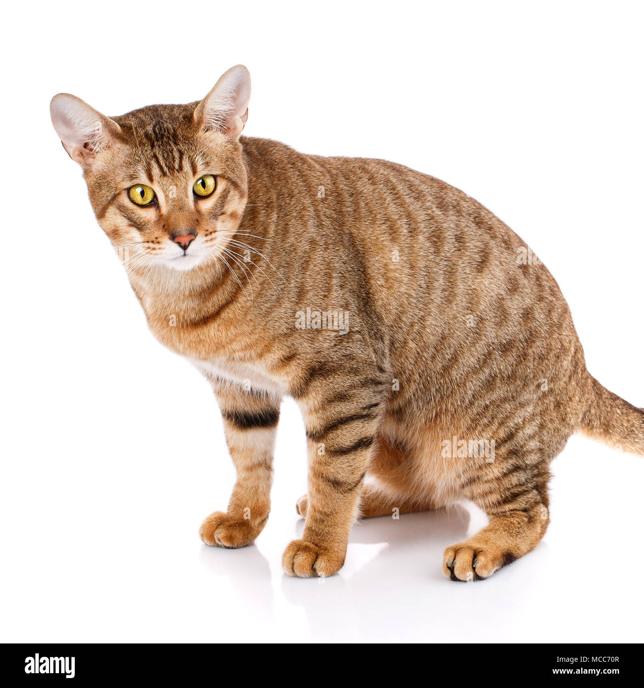Tier, Cat, pet-Konzept - Serengeti Katze auf einem weißen Stockfoto