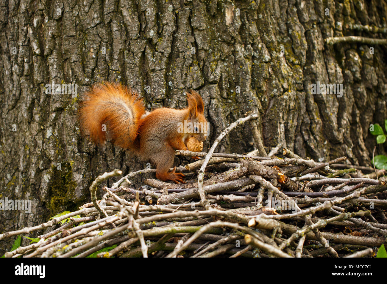 Niedlich und hungriges Eichhörnchen essen einer Mutter Stockfoto