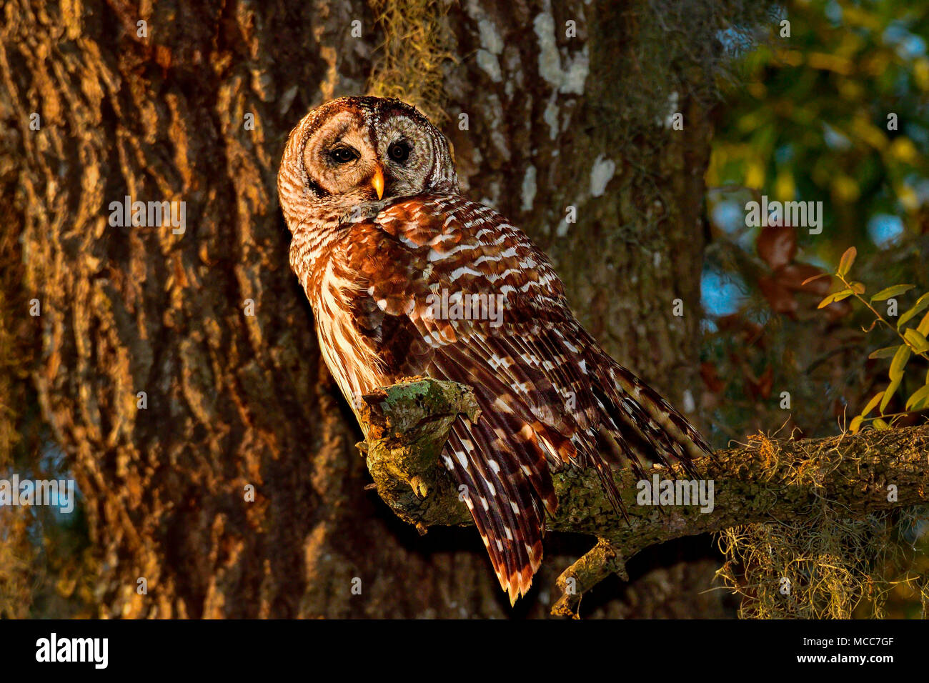 Eule Wegfindung in den ersten Sonnenstrahlen am Morgen gesperrt. Stockfoto