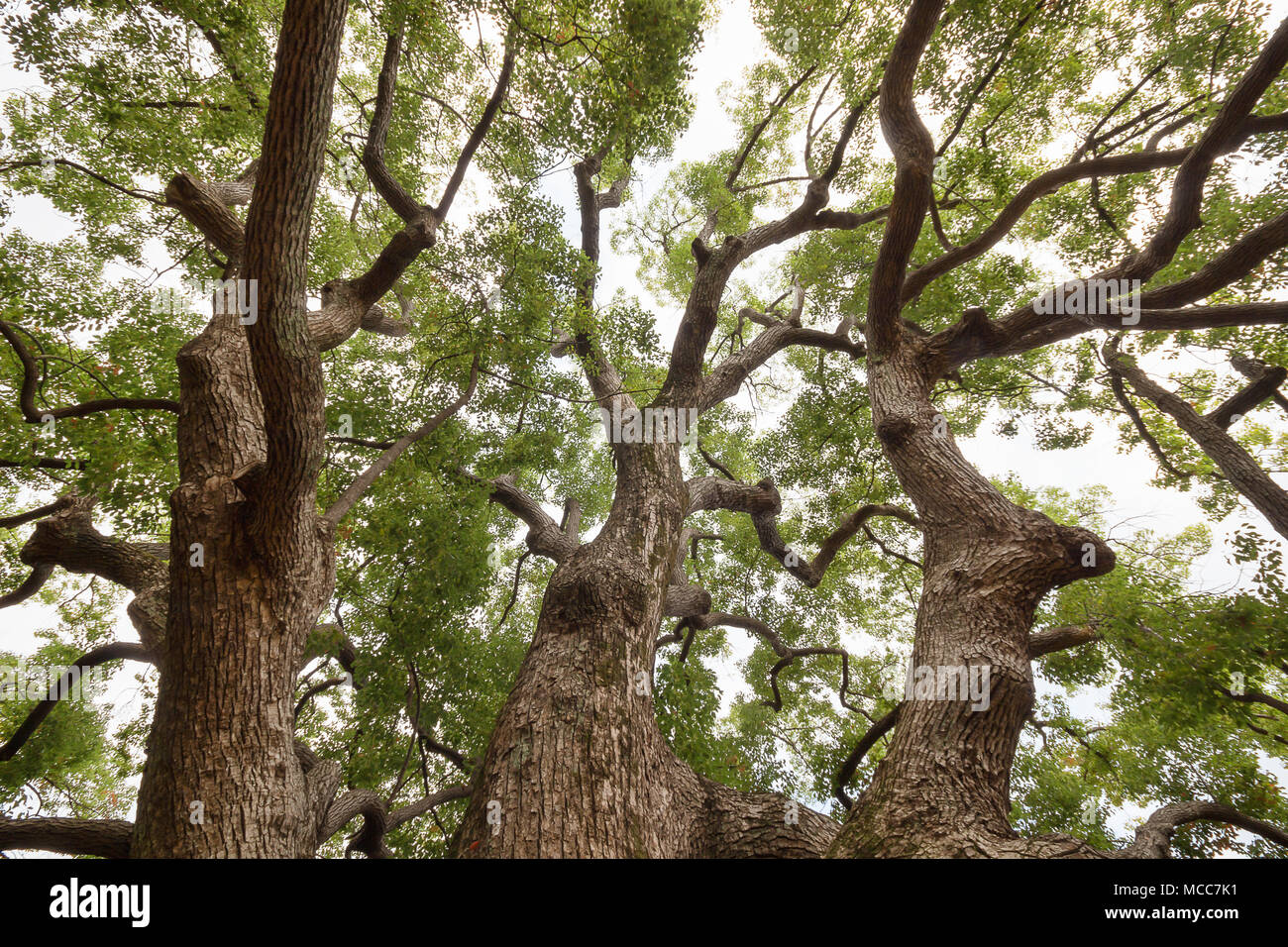 Im Schatten der hohen Bäume, großen Baum im Park Hintergrund. Stockfoto