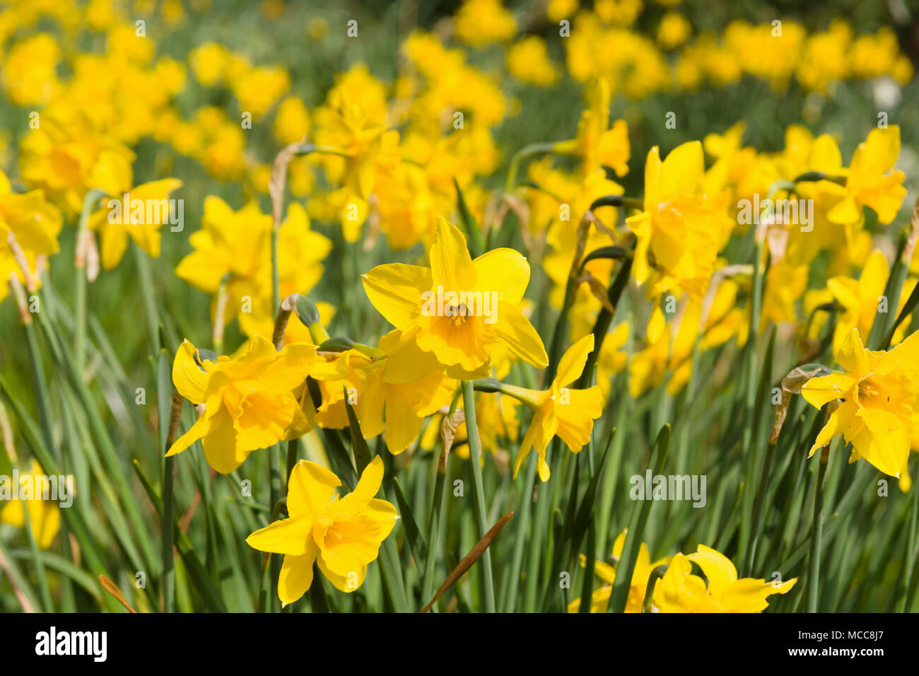 Wilden Narzissen blühen in den frühen Frühling an der Verlorenen Gärten von Heligan in Cornwall. Stockfoto