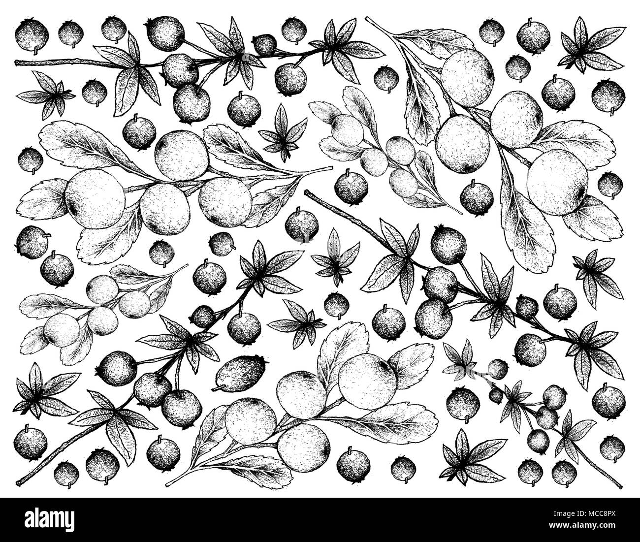 Beerenfrucht, Illustration Hintergrund von Hand gezeichnete Skizze von frischem Calafate Beeren oder Berberis Man und Cerasus Tianschanica Früchte. Stockfoto