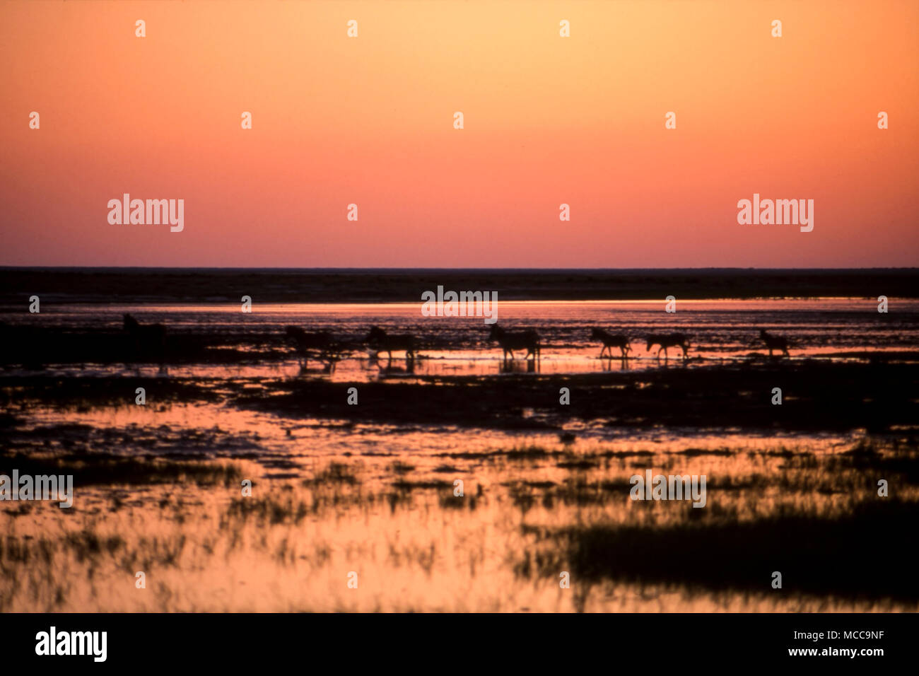 Hintergrundbeleuchtung der Herde Zebras (Equus burchellii) in der Nähe von einem Wasserloch im Etosha National Park, Namibia, Afrika Stockfoto