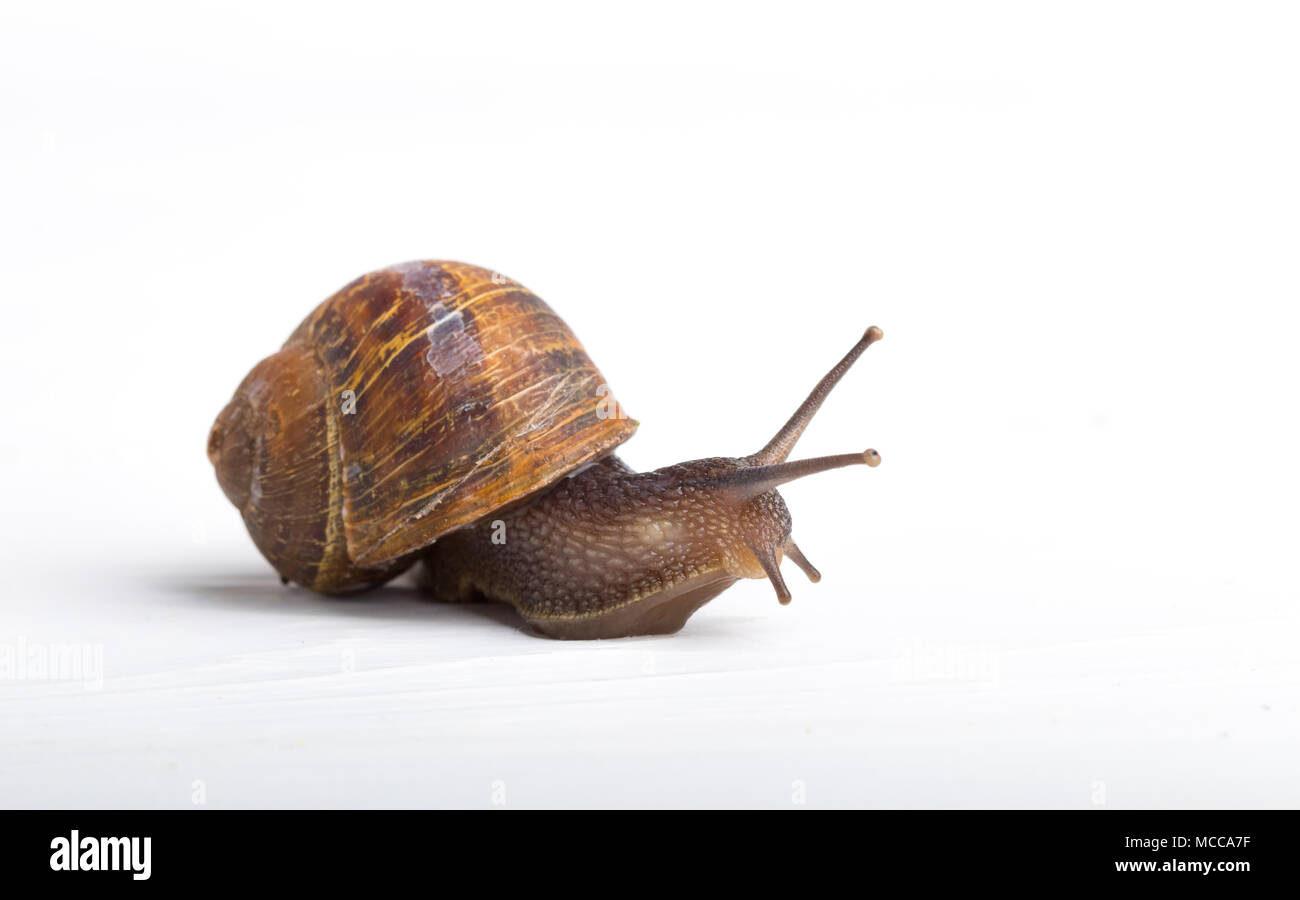 Escargot isoliert auf einem weißen Hintergrund der Vorderansicht Nahaufnahme Stockfoto
