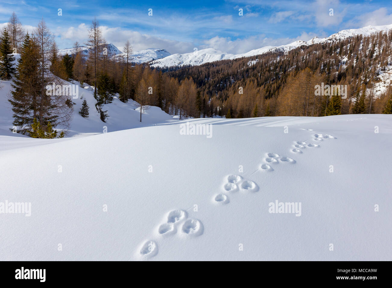 Lepus timidus Fußabdrücke auf Schnee (Berghare). Wintersaison im Venegia-Tal. Pale di San Martino Gruppe. Trentino, Italienische Alpen. Europa. Stockfoto