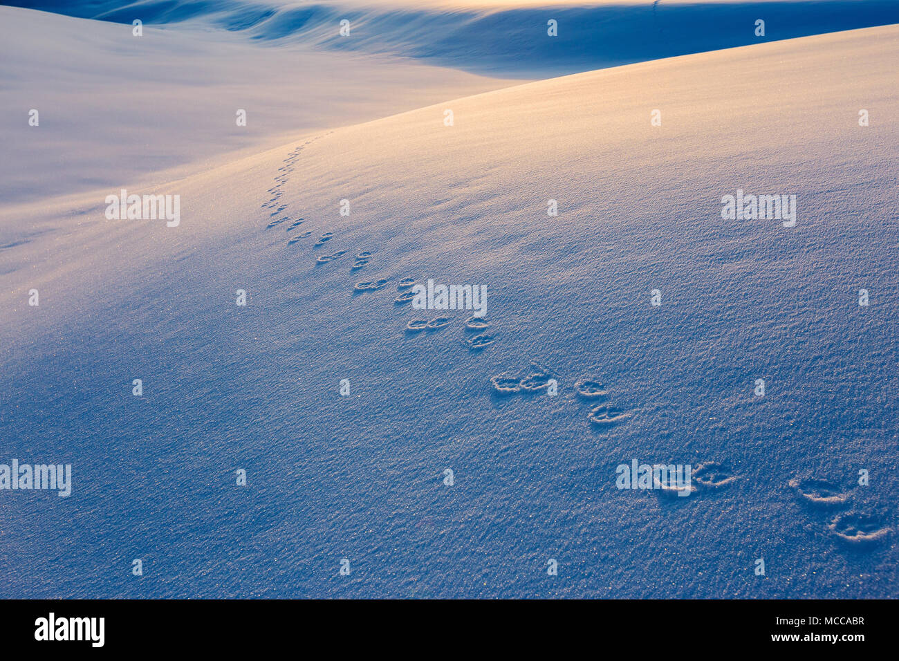 Spuren von schneehase auf Schnee bei Sonnenuntergang. Seiser Alm Hochplateau in den Grödner Dolomiten. Winter, Italienische Alpen. Europa. Stockfoto