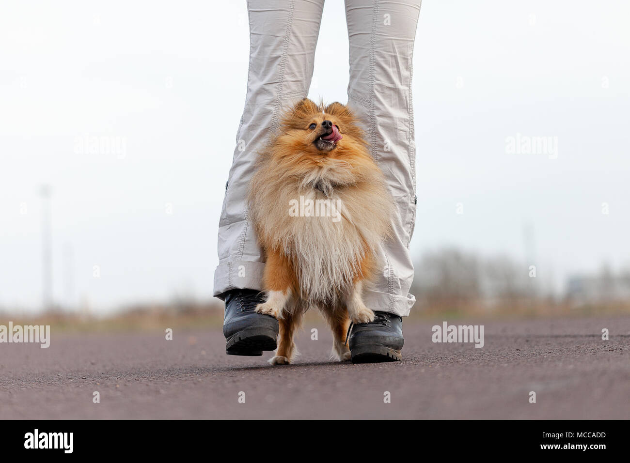 Dog Trainer arbeitet mit einem sheetland Schäferhund Stockfoto