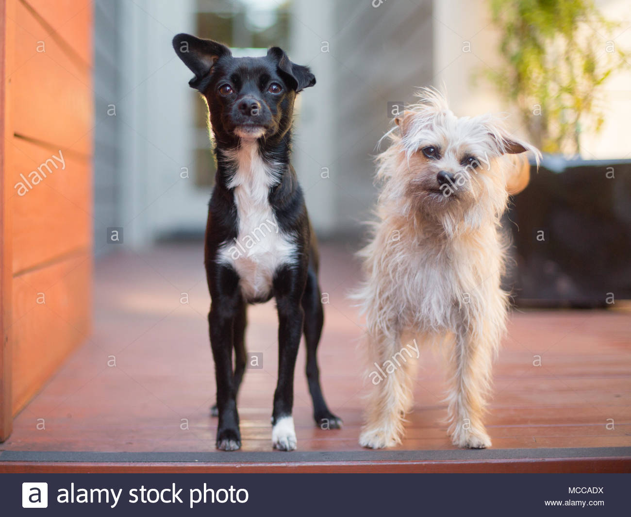 23+ Brown Chihuahua Jack Russell Terrier Mix