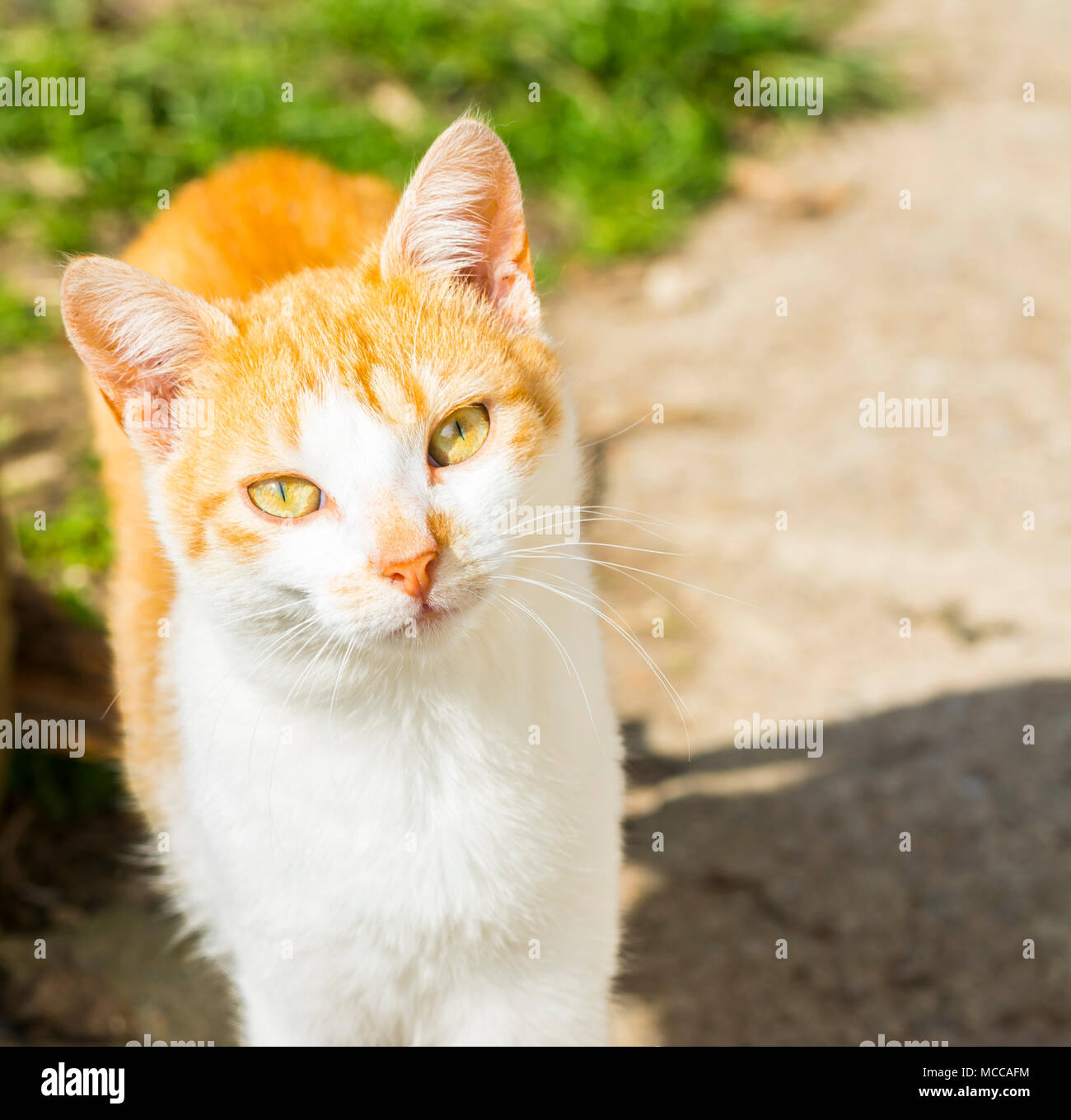 Orange, Weiß cat direkt in die Kamera schauen,, Hauskatze, Katze, emotionale eyed Katzen, Stockfoto