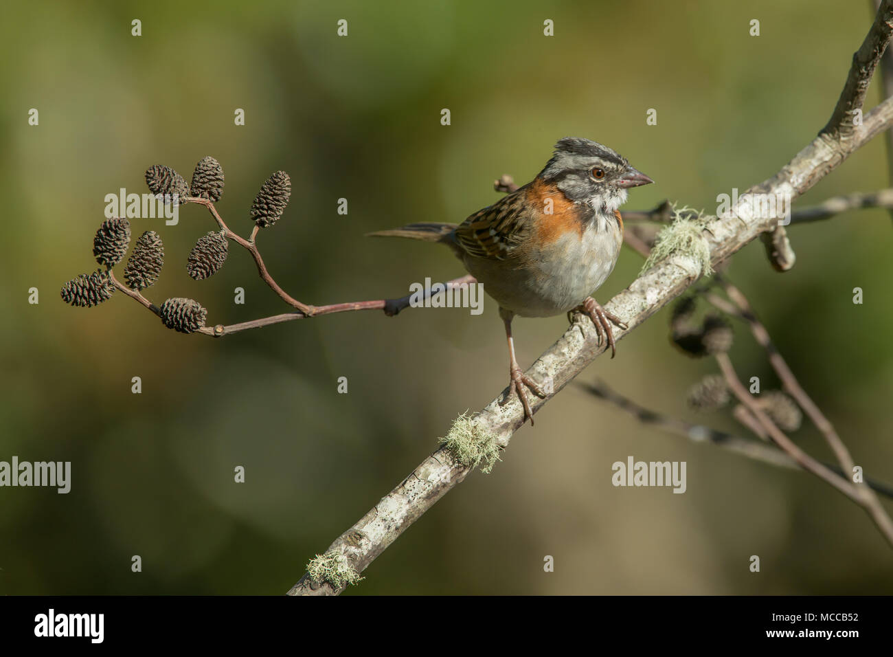 Rufous-collared Sparrow am Quetzel Lodge in der Saverge Tal von Costa Rica. Die Lodge verfügt über eine Zuführung Station, die für ein breites Spektrum von Arten Stockfoto