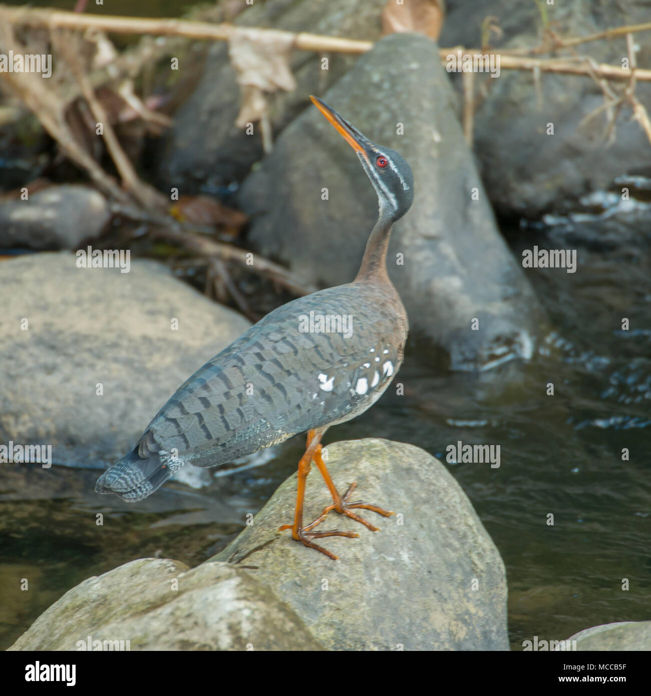 Sunbittern im Wald in die Höhe paramo Lebensraum von Costa Rica im Rancho Naturalista Lodge Stockfoto