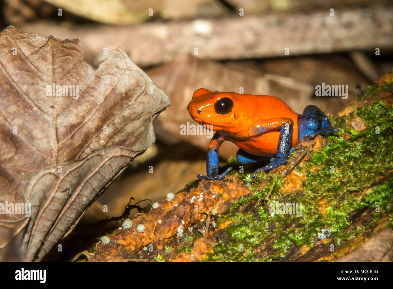 Winzige 1-Zoll Poison Dart Frog in tropischen Garten am Hotel Hacienda Sueno Azul Sarapiqui Costa Rica Stockfoto