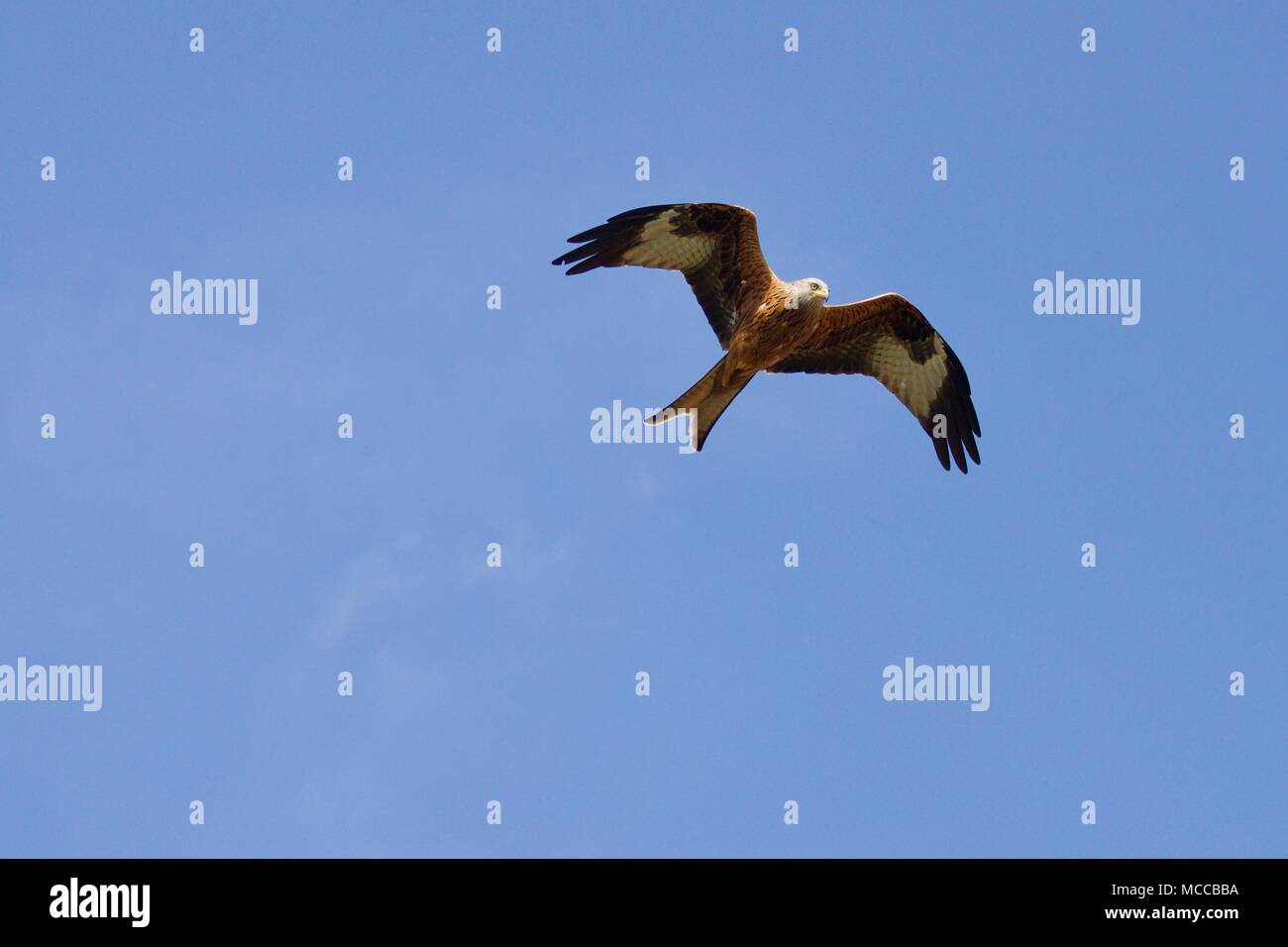 Rotmilan (Milvus milvus) im Flug Stockfoto