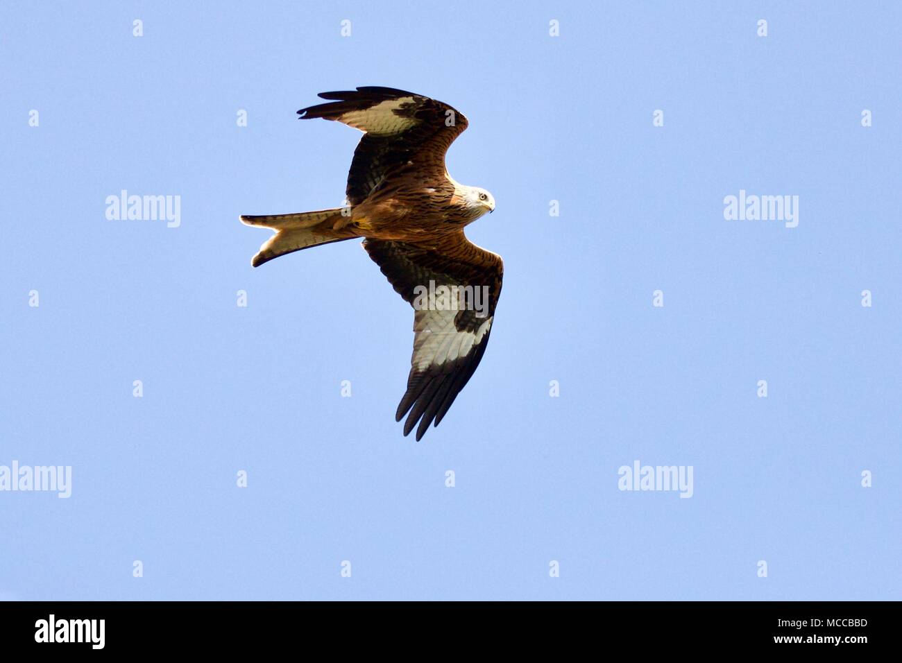 Rotmilan (Milvus milvus) im Flug Stockfoto