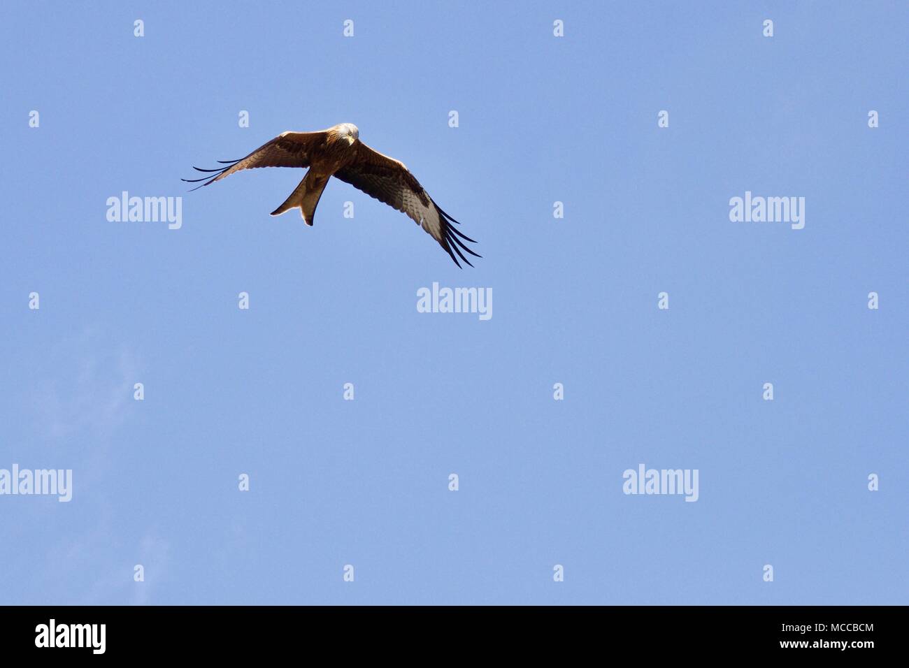 Rotmilan (Milvus milvus) im Flug Stockfoto