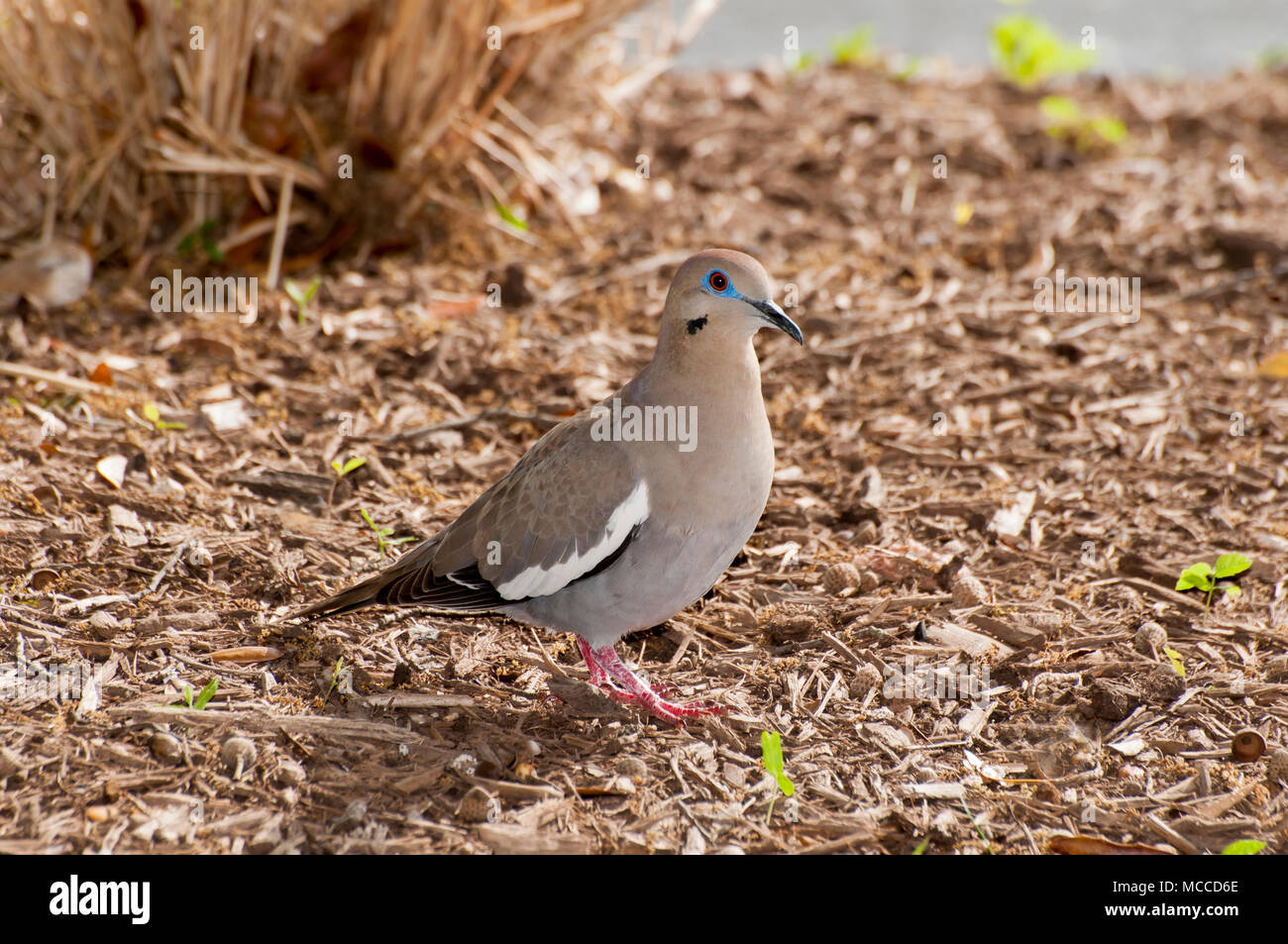 Austin, Texas. White-winged dove. "Zenaida asiatica' Stockfoto