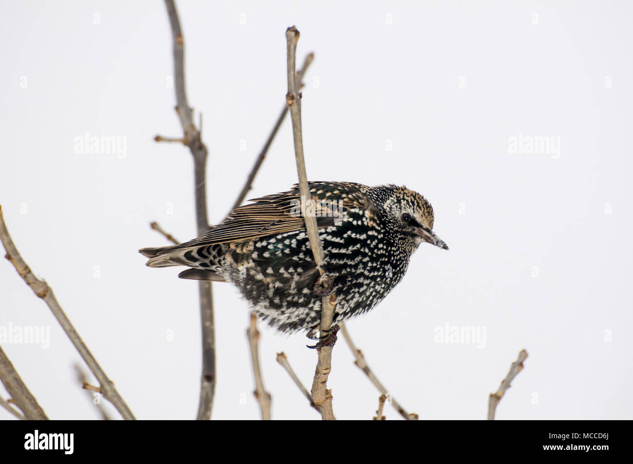 Vadnais Heights, Minnesota. Europäischen Starling, Sturnus vulgaris im Winter mit Winter Mantel aus Federn. Stockfoto