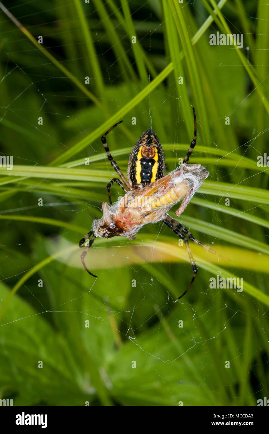 Vadnais Heights, Minnesota. Weibchen gebänderte Argiope, 'Argiope trifasciata 'mit Grasshopper in Seide eingewickelt später zu essen. Auch als Gebändert Garten Sp Stockfoto
