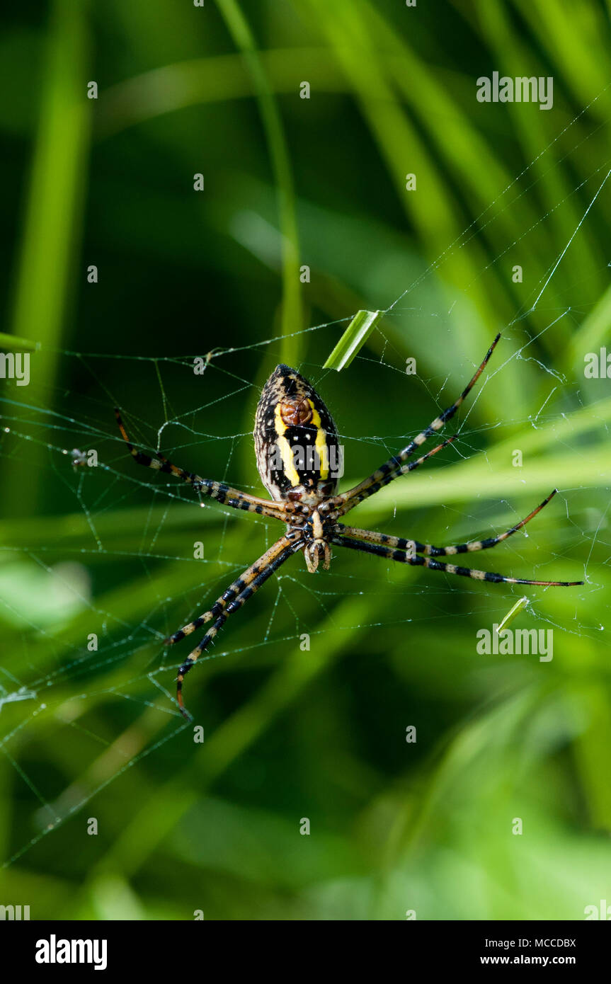 Vadnais Heights, Minnesota. Weibchen gebänderte Argiope, 'Argiope trifasciata' in Ihrem Netz. Auch gebändert Gartenkreuzspinne genannt. Stockfoto